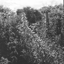 Load image into Gallery viewer, Hasselblad 503CX + CF 80mm 2.8 T* + A12
