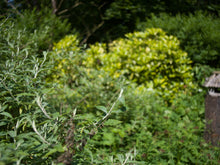 Afbeelding in Gallery-weergave laden, Hasselblad Carl Zeiss Distagon CF FLE 40mm 4.0 T* | READ
