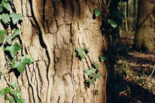 Afbeelding in Gallery-weergave laden, Leica M6 &#39;Classic&#39; 0.72
