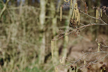 Afbeelding in Gallery-weergave laden, Leica M6 &#39;Classic&#39; 0.72
