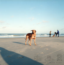 Load image into Gallery viewer, Hasselblad 501CM | SET
