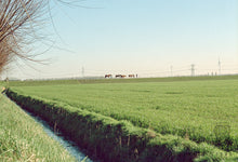 Afbeelding in Gallery-weergave laden, Leica R8 + Leica summicron-R 50mm 2.0 E55 ROM

