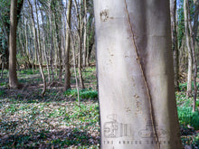 Load image into Gallery viewer, Hasselblad XPAN 45mm 4.0
