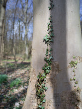 Load image into Gallery viewer, Hasselblad XPAN 45mm 4.0
